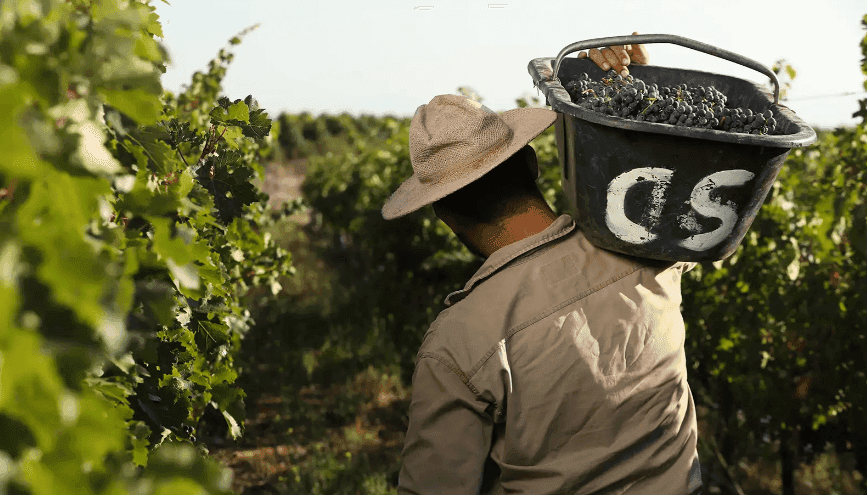Paritaria vitivinícola: por ahora lejos en los números, sindicato e industrias siguen las negociaciones