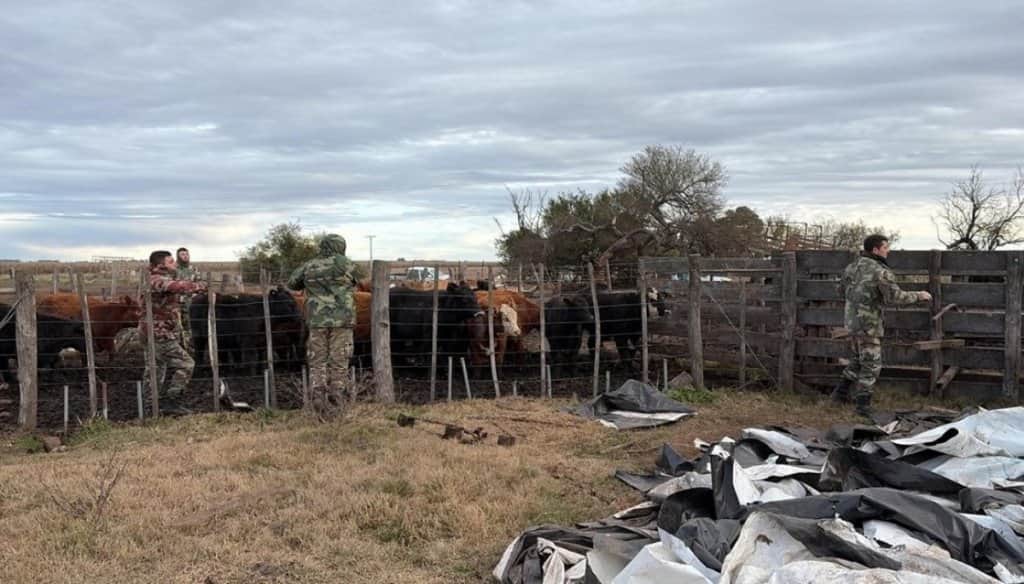 El abigeato como testimonio del vandalismo rural: “Estuve a nada de decir tiro todo al diablo y abandono”
