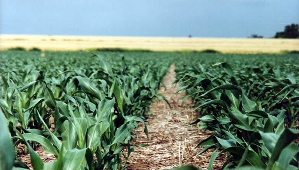 Solo el 26% de los campos mide sus suelos: la asignatura pendiente que agrava el déficit nutricional