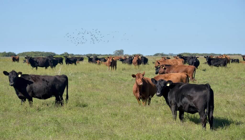 Financiamiento para el agro: en dos años, se otorgaron créditos a valor producto por $67.000 millones