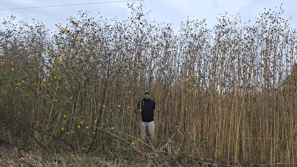 Presentan herramienta para manejar Pasto cubano, una maleza que mide 7 metros